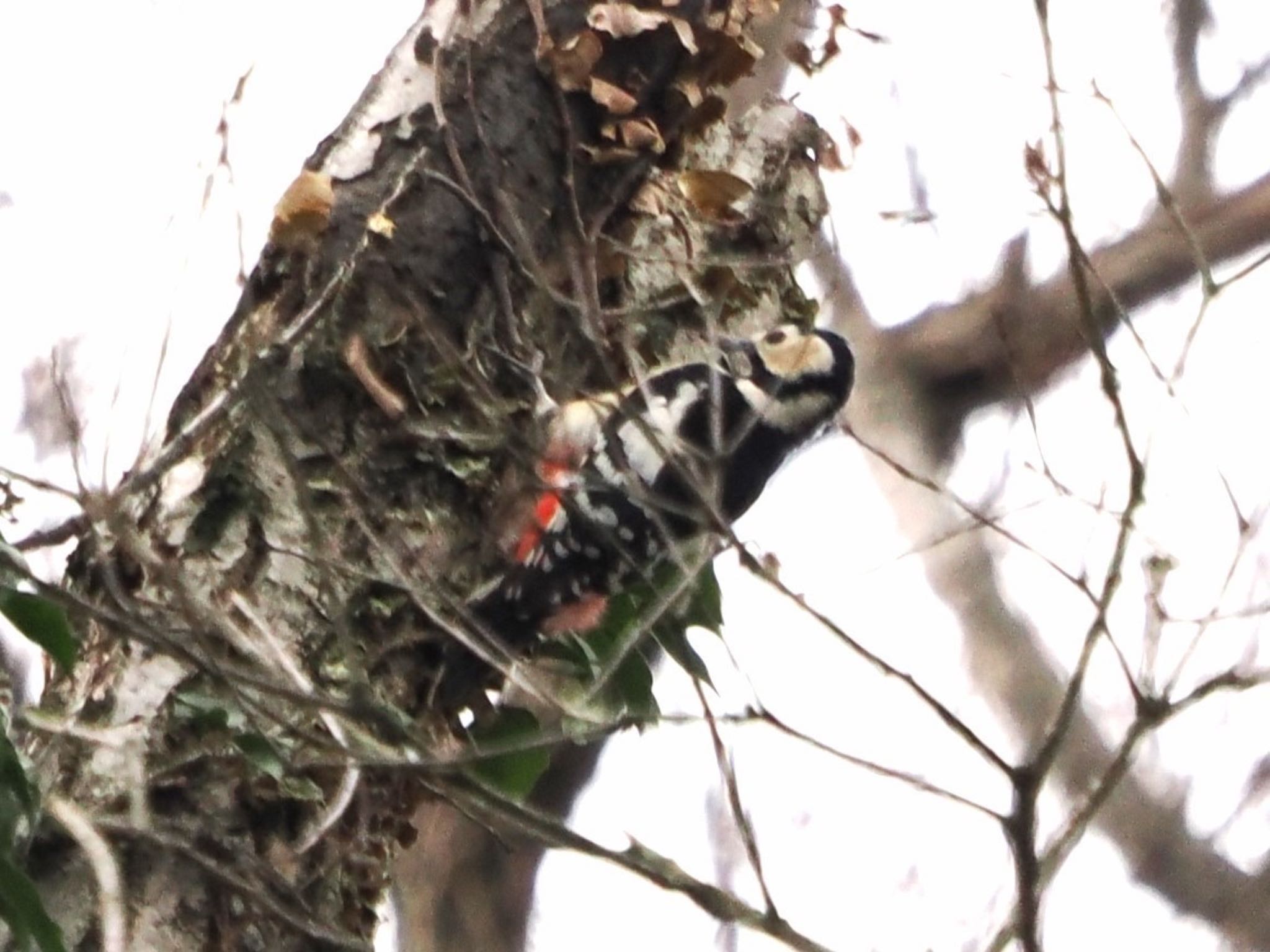 Great Spotted Woodpecker