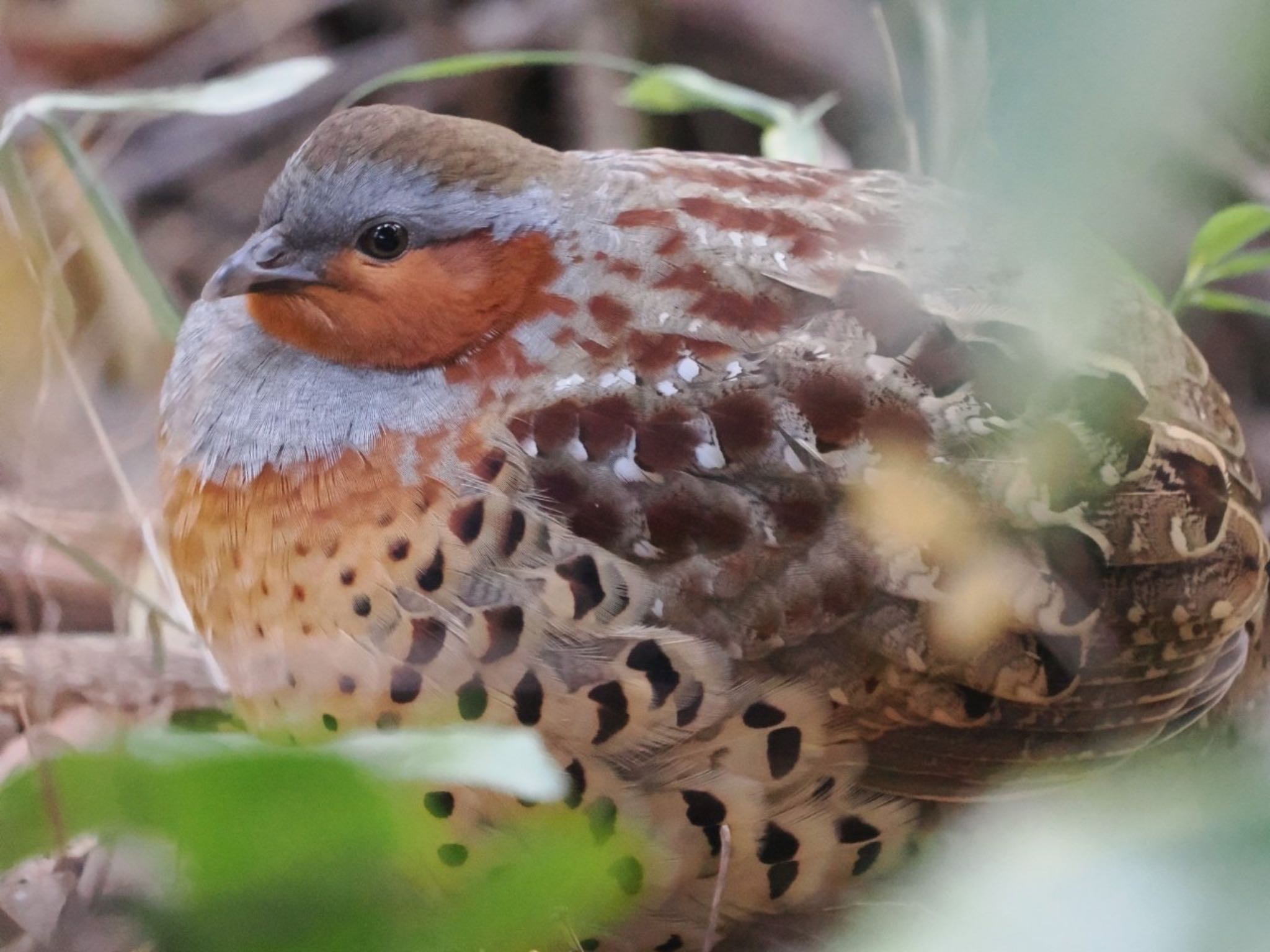 Chinese Bamboo Partridge