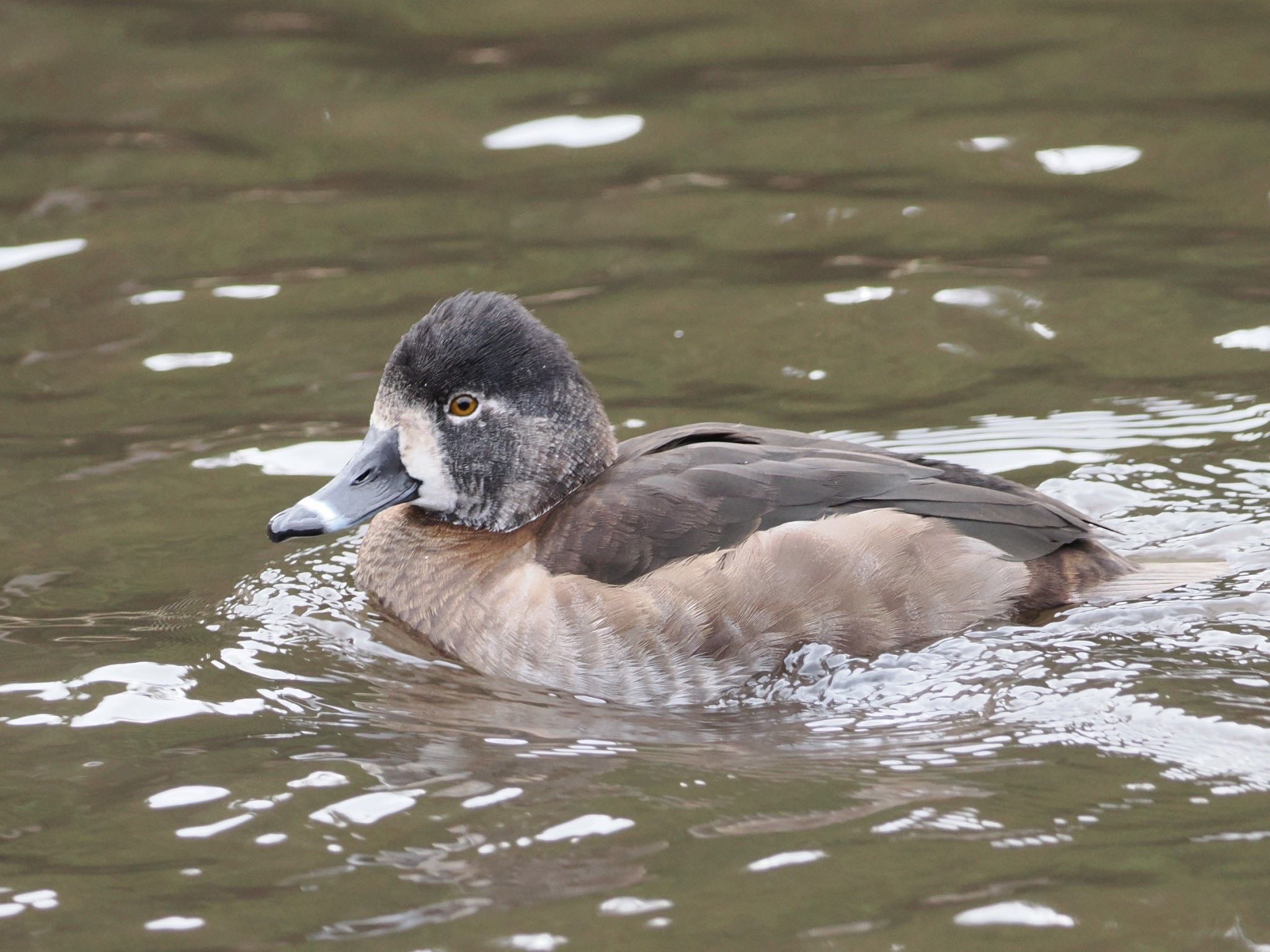 Ring-necked Duck