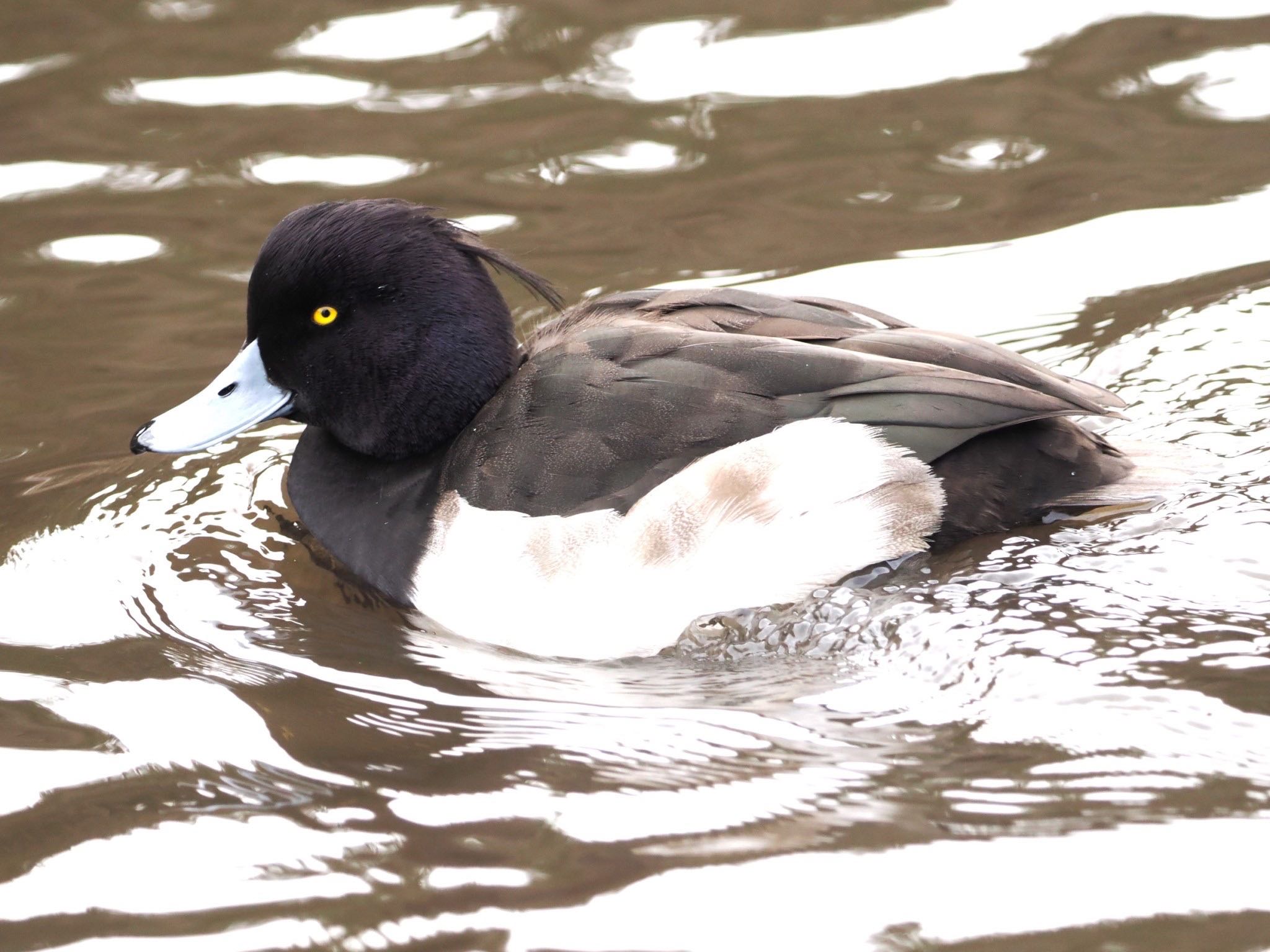 Tufted Duck