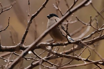 ウソ 鎌倉中央公園 2024年1月2日(火)