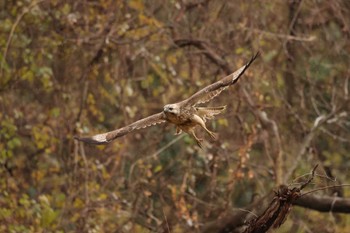 Tue, 1/2/2024 Birding report at 鎌倉中央公園