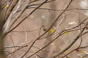 Masked Bunting 鎌倉中央公園 Tue, 1/2/2024