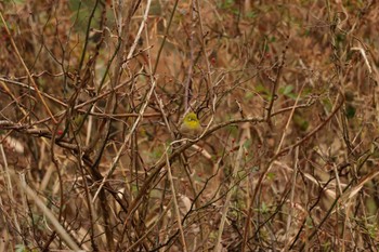 Warbling White-eye 鎌倉中央公園 Tue, 1/2/2024