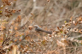 ヒヨドリ 鎌倉中央公園 2024年1月2日(火)