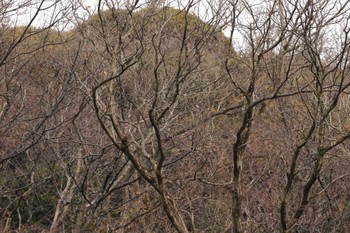 エナガ 鎌倉中央公園 2024年1月2日(火)