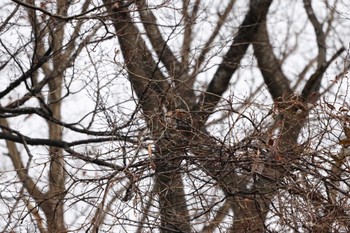 Varied Tit 鎌倉中央公園 Tue, 1/2/2024