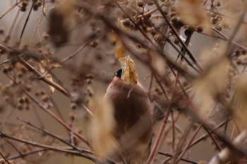 Eurasian Bullfinch 鎌倉中央公園 Tue, 1/2/2024