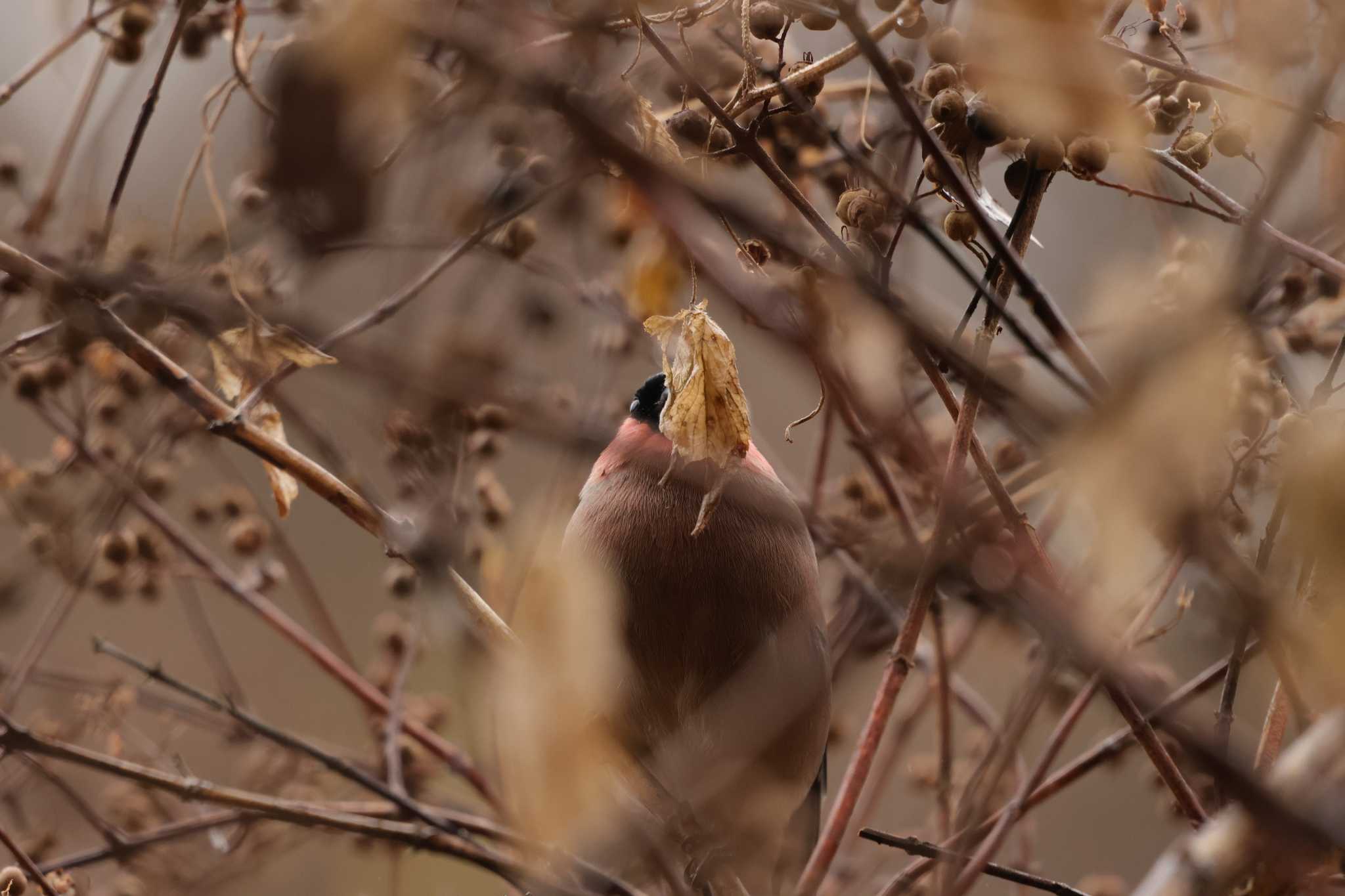 Photo of Eurasian Bullfinch at 鎌倉中央公園 by 烏山トリ太郎