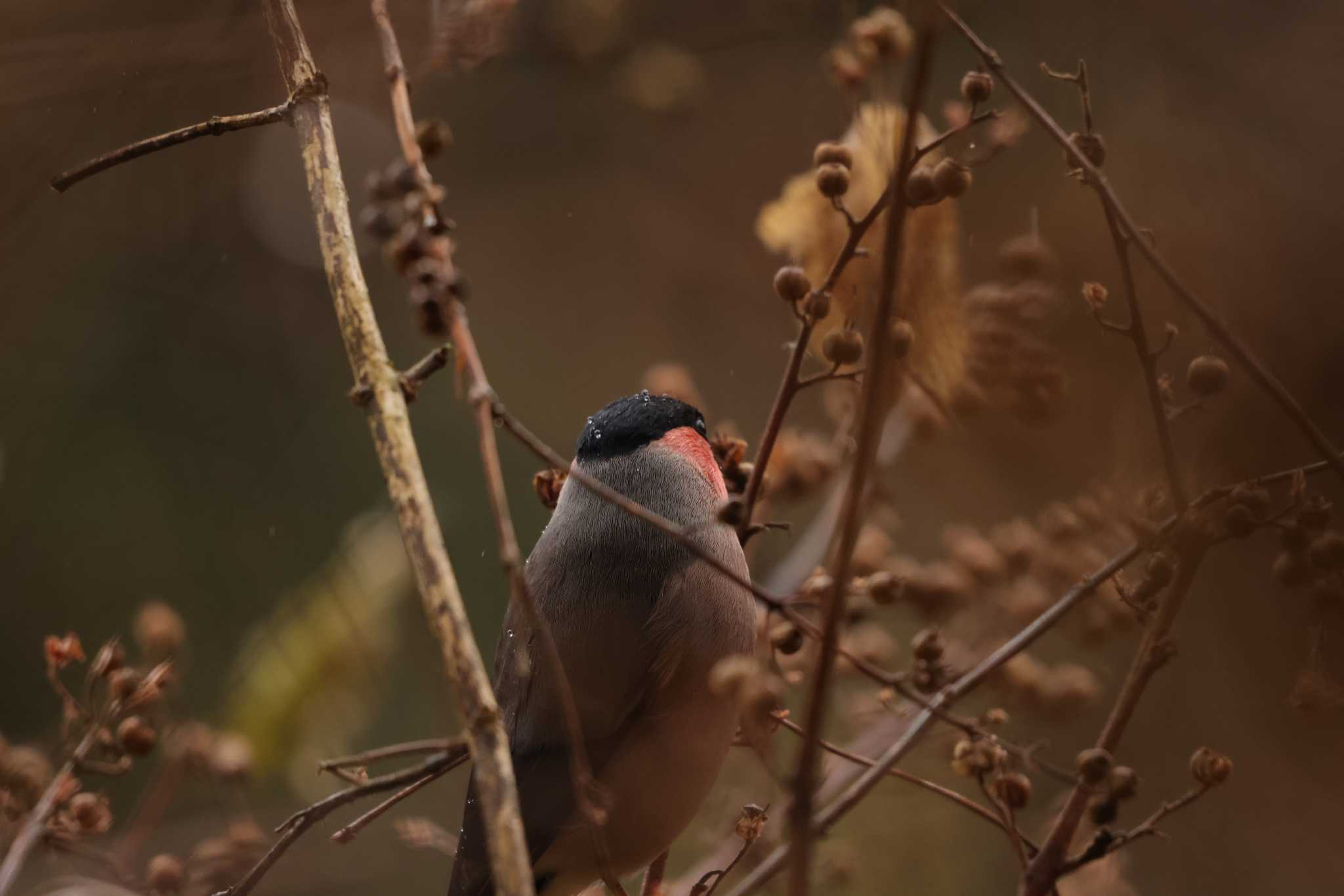 Photo of Eurasian Bullfinch at 鎌倉中央公園 by 烏山トリ太郎