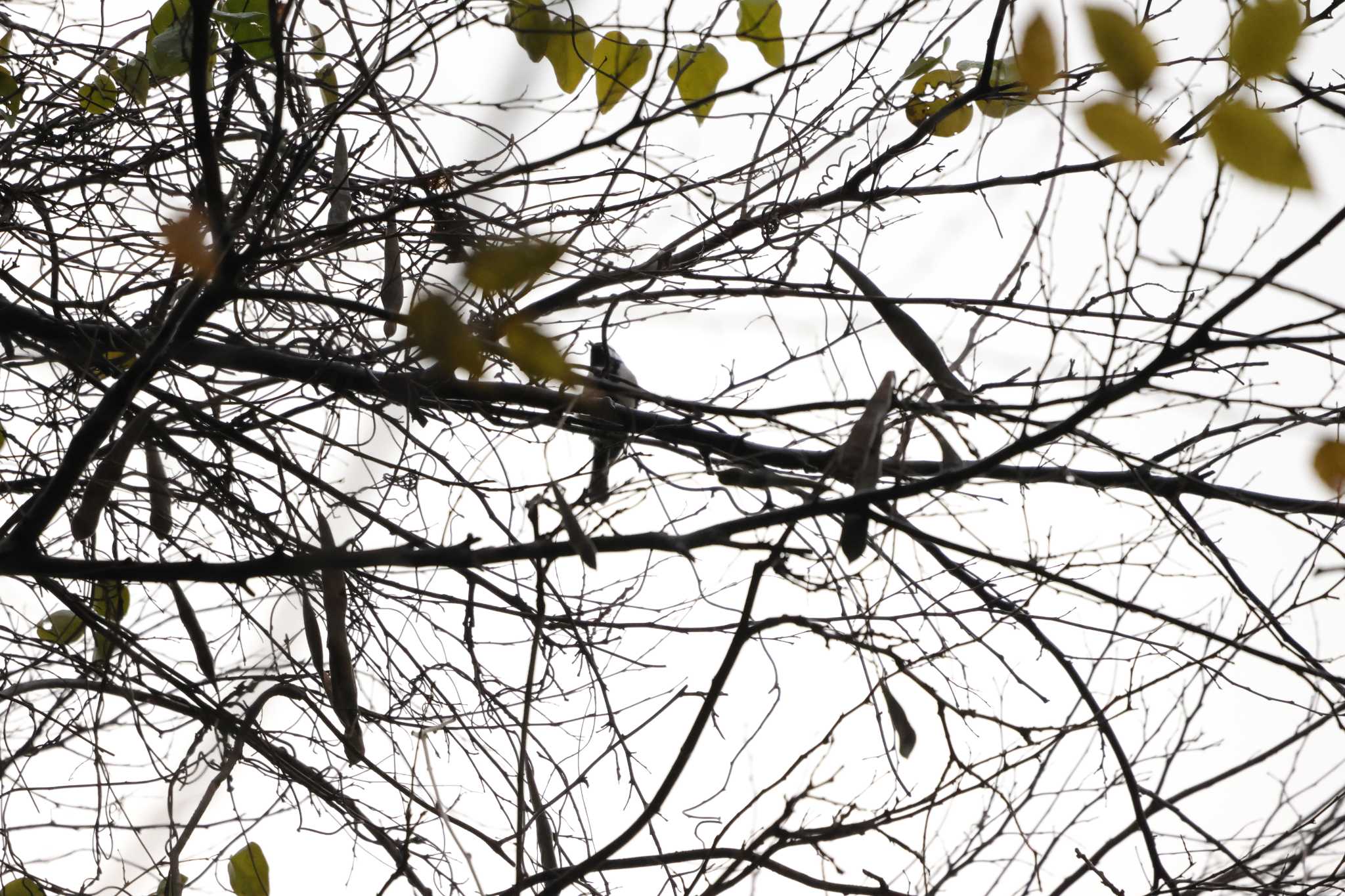 Photo of Japanese Tit at 鎌倉中央公園 by 烏山トリ太郎