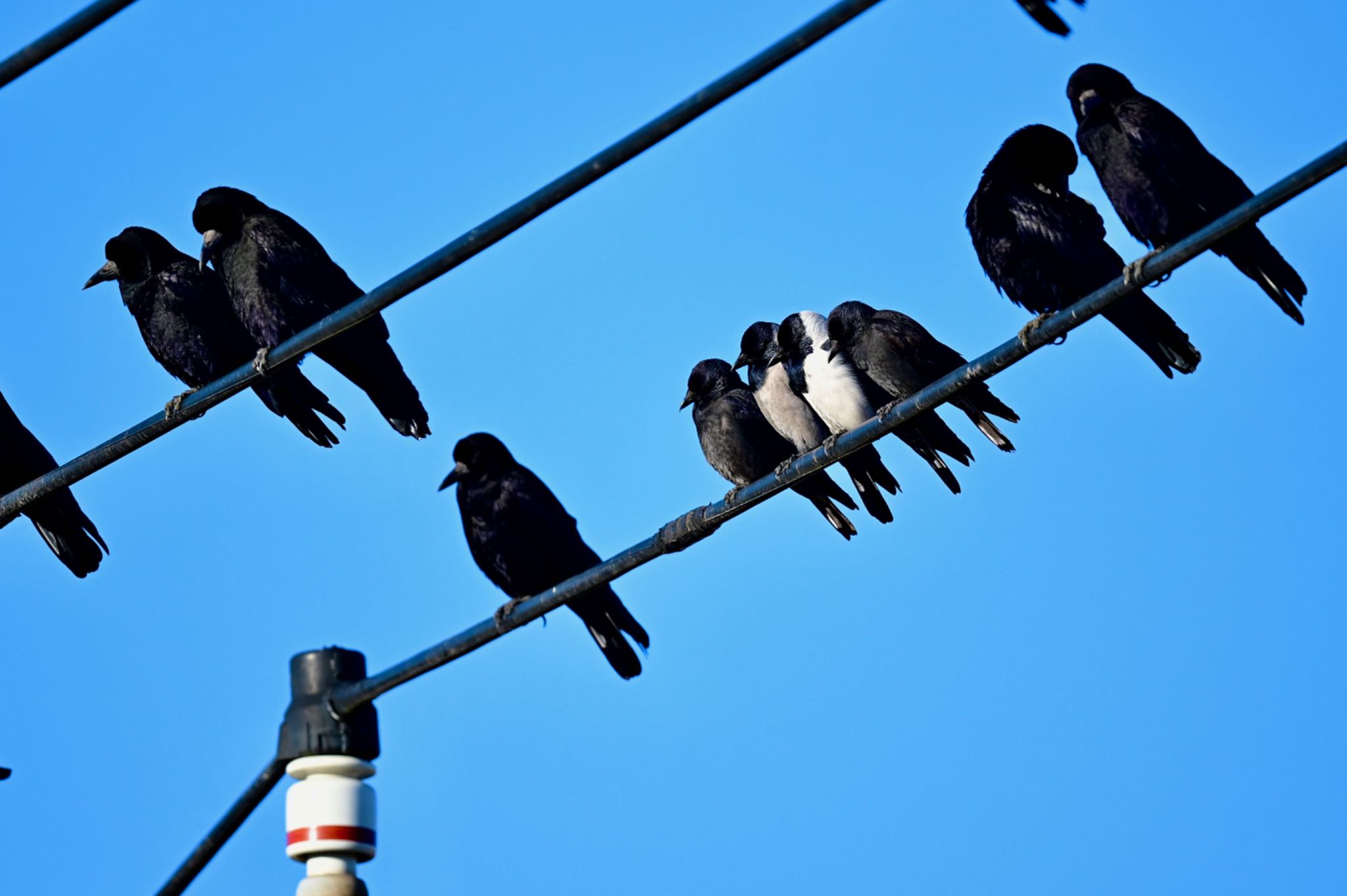 Photo of Daurian Jackdaw at  by 美妃8