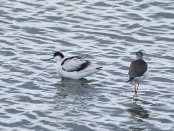 Pied Avocet Unknown Spots Mon, 1/1/2024