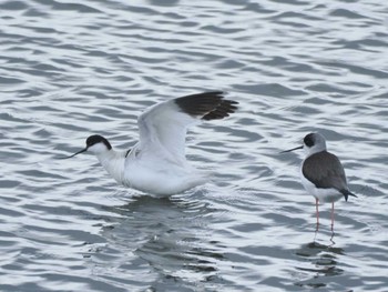 Pied Avocet Unknown Spots Mon, 1/1/2024