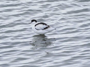 Pied Avocet Unknown Spots Mon, 1/1/2024