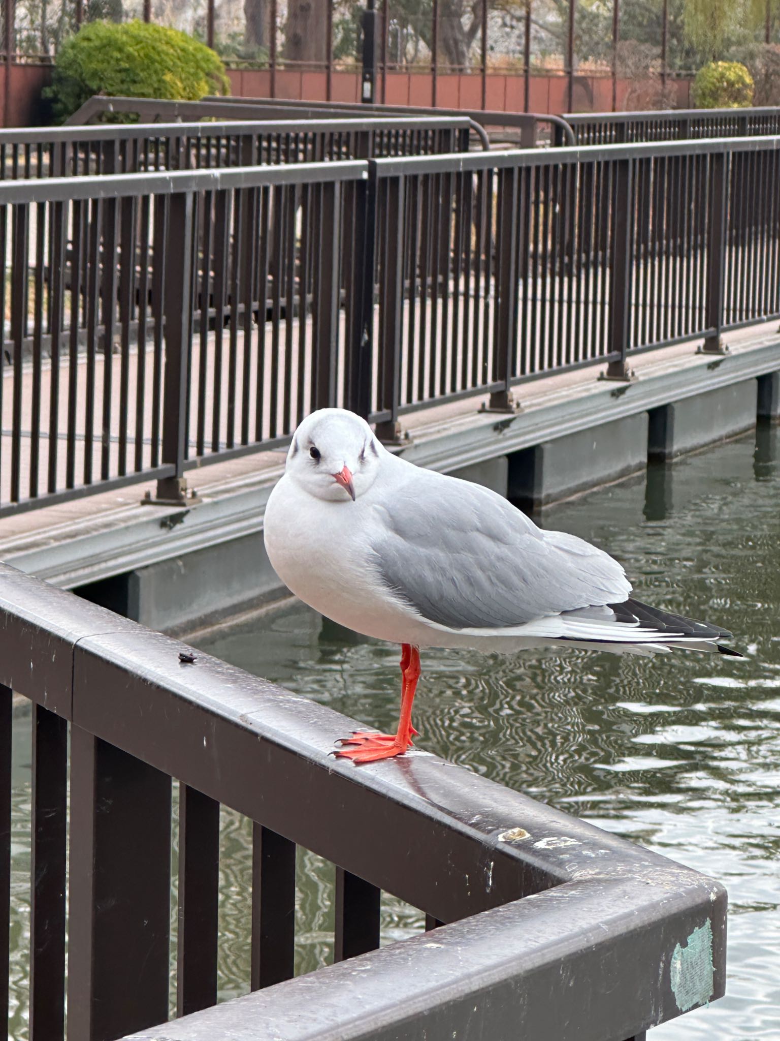 不忍池(上野恩賜公園) ユリカモメの写真 by 5150