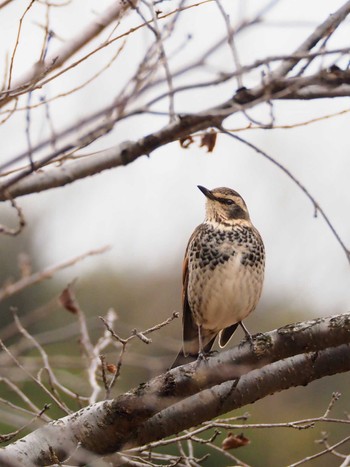 Dusky Thrush 東京都世田谷区 Tue, 1/2/2024