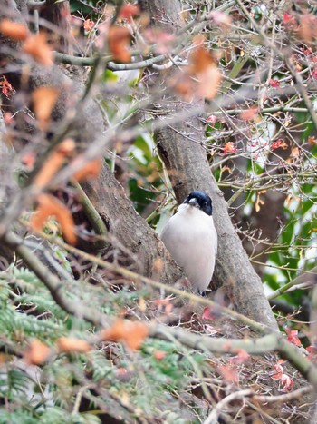 2024年1月2日(火) 東京都世田谷区の野鳥観察記録