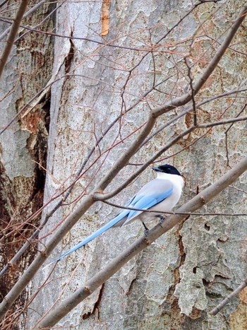 Azure-winged Magpie 東京都世田谷区 Tue, 1/2/2024