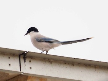 Azure-winged Magpie 東京都世田谷区 Tue, 1/2/2024