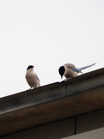 Azure-winged Magpie 東京都世田谷区 Tue, 1/2/2024