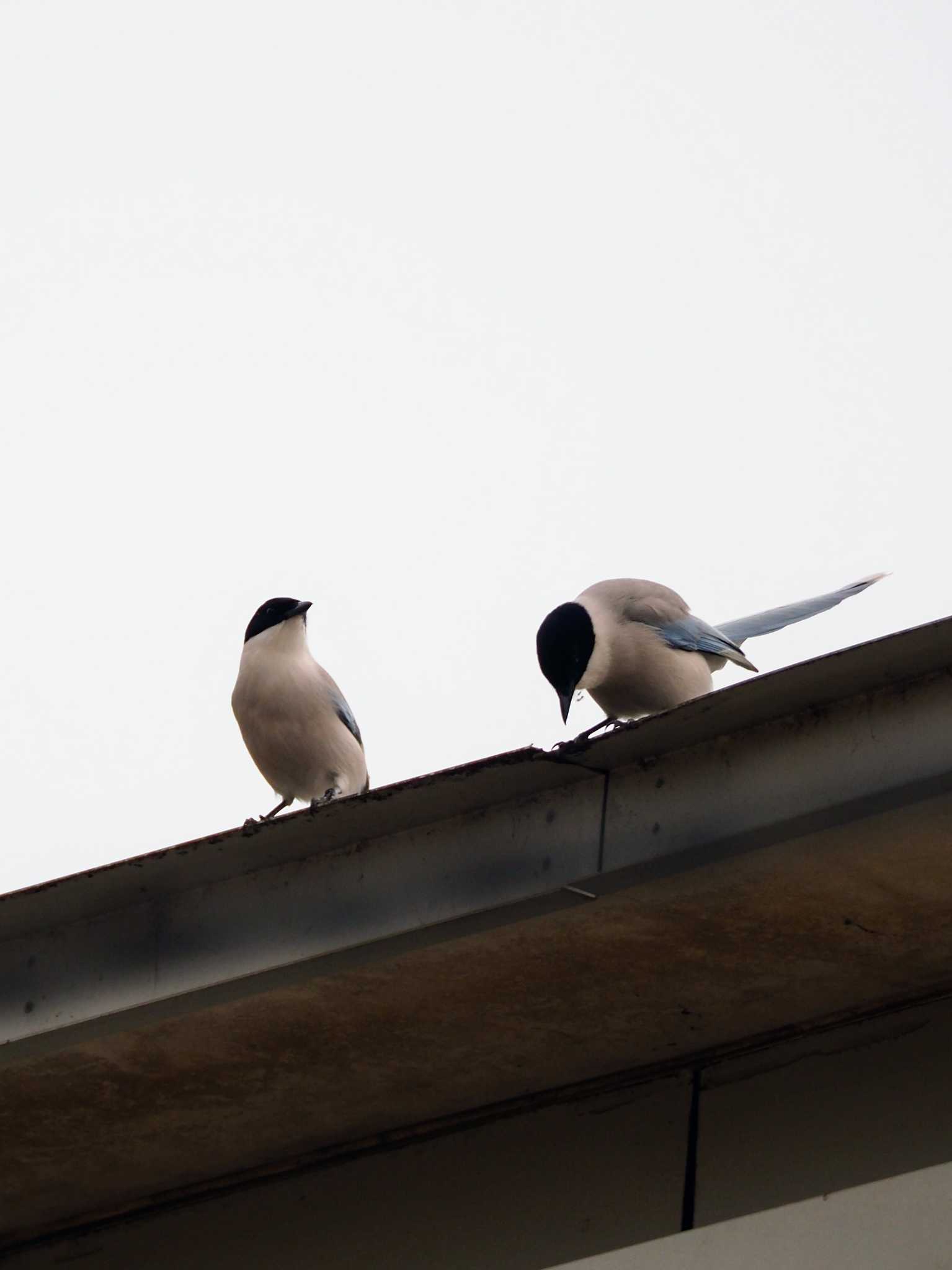 Photo of Azure-winged Magpie at 東京都世田谷区 by とろろ