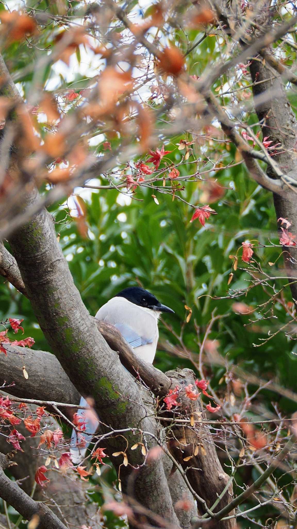 Photo of Azure-winged Magpie at 東京都世田谷区 by とろろ