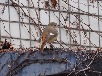 Daurian Redstart 東京都世田谷区 Tue, 1/2/2024