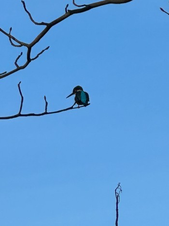 Common Kingfisher 三宝寺池 Sat, 12/30/2023