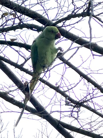 Indian Rose-necked Parakeet 三宝寺池 Sat, 12/30/2023