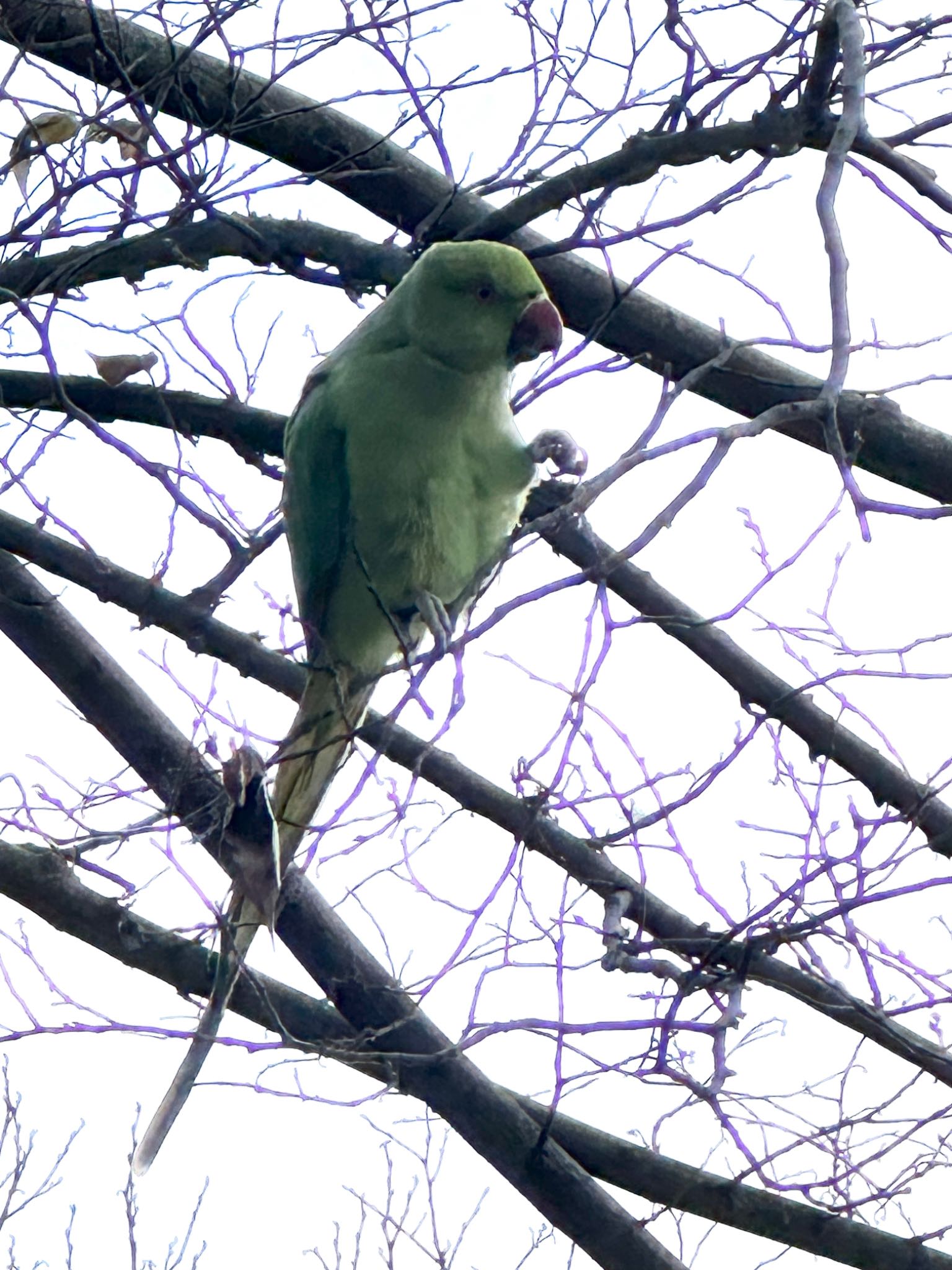 三宝寺池 ワカケホンセイインコの写真 by 5150