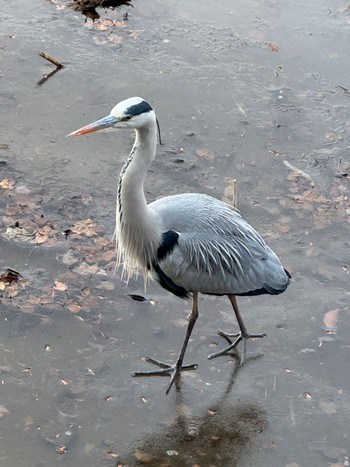 Grey Heron 三宝寺池 Sat, 12/30/2023