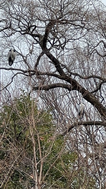 Grey Heron 善福寺川緑地 Tue, 1/2/2024