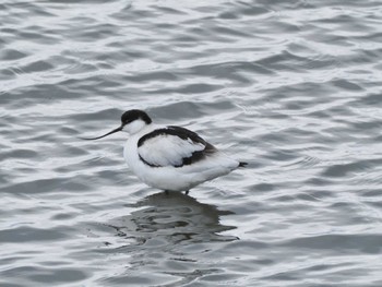 Pied Avocet Unknown Spots Mon, 1/1/2024