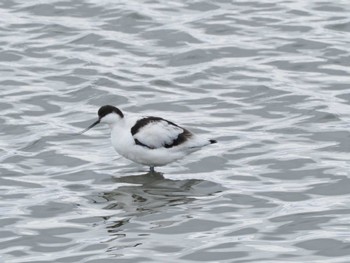 Pied Avocet Unknown Spots Mon, 1/1/2024