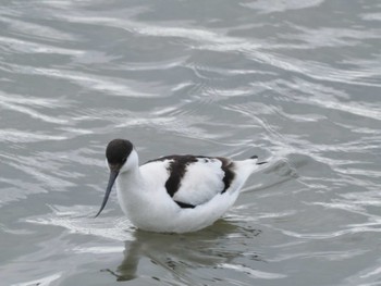 Pied Avocet Unknown Spots Mon, 1/1/2024