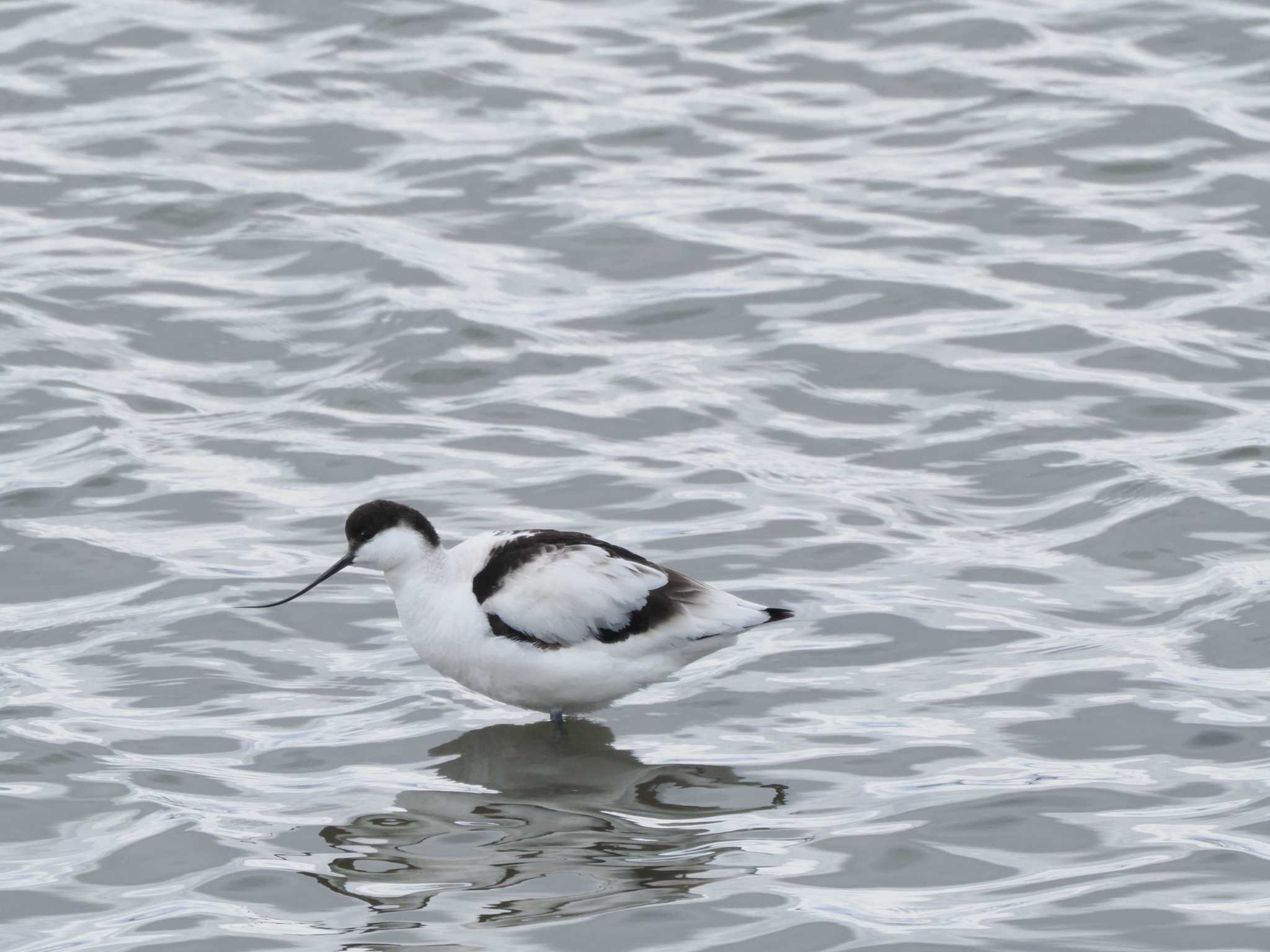 Photo of Pied Avocet at  by 蕾@sourai0443