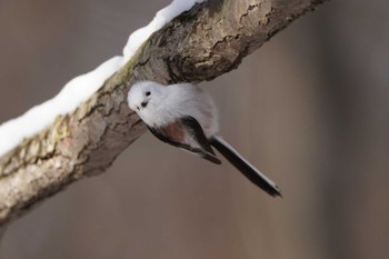 Long-tailed tit(japonicus) Unknown Spots Wed, 12/27/2023