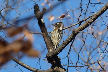 Japanese Pygmy Woodpecker 東京都北区 Fri, 12/29/2023