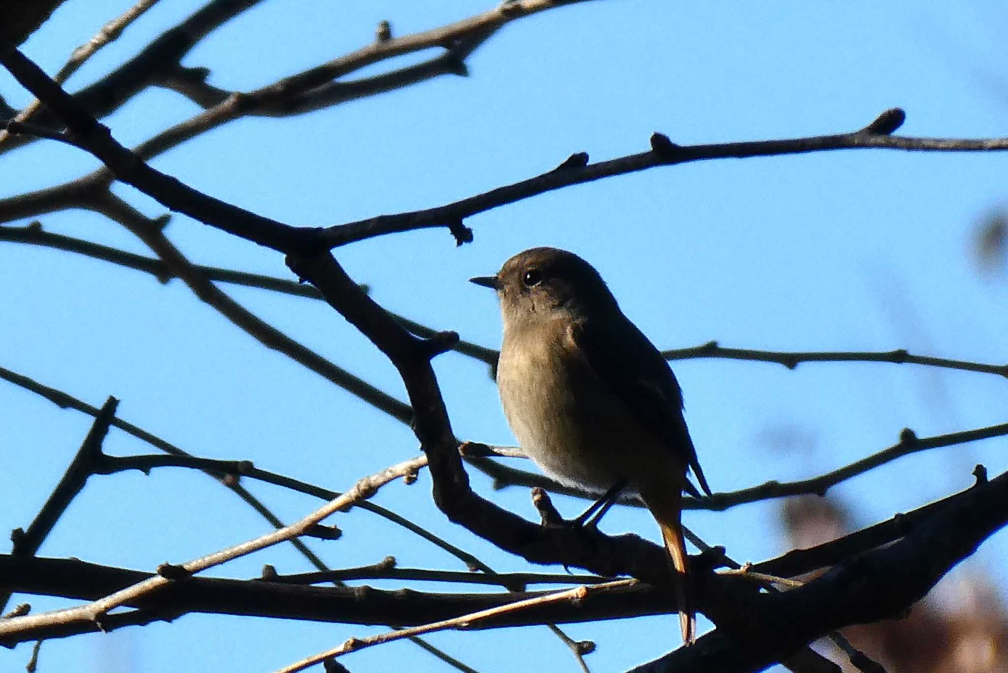 Photo of Daurian Redstart at 東京都北区 by Kirin-Kita