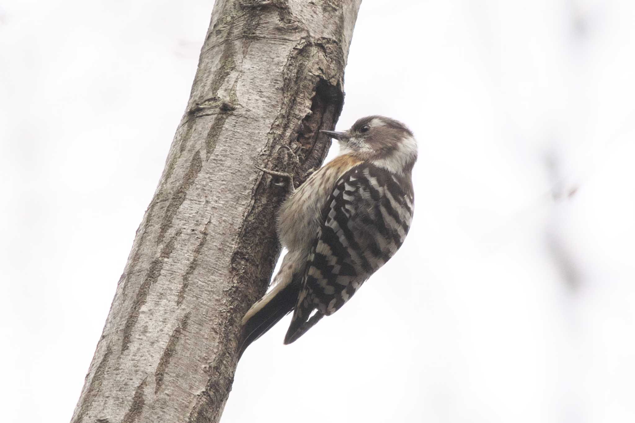 Japanese Pygmy Woodpecker