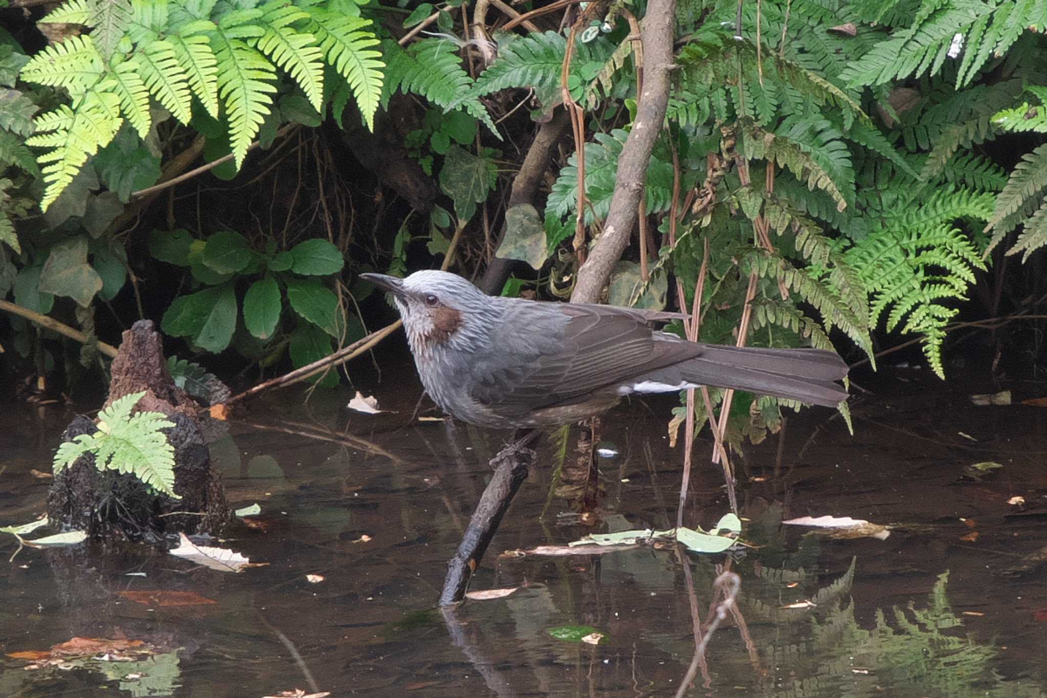 Photo of Brown-eared Bulbul at Yatoyama Park by Y. Watanabe