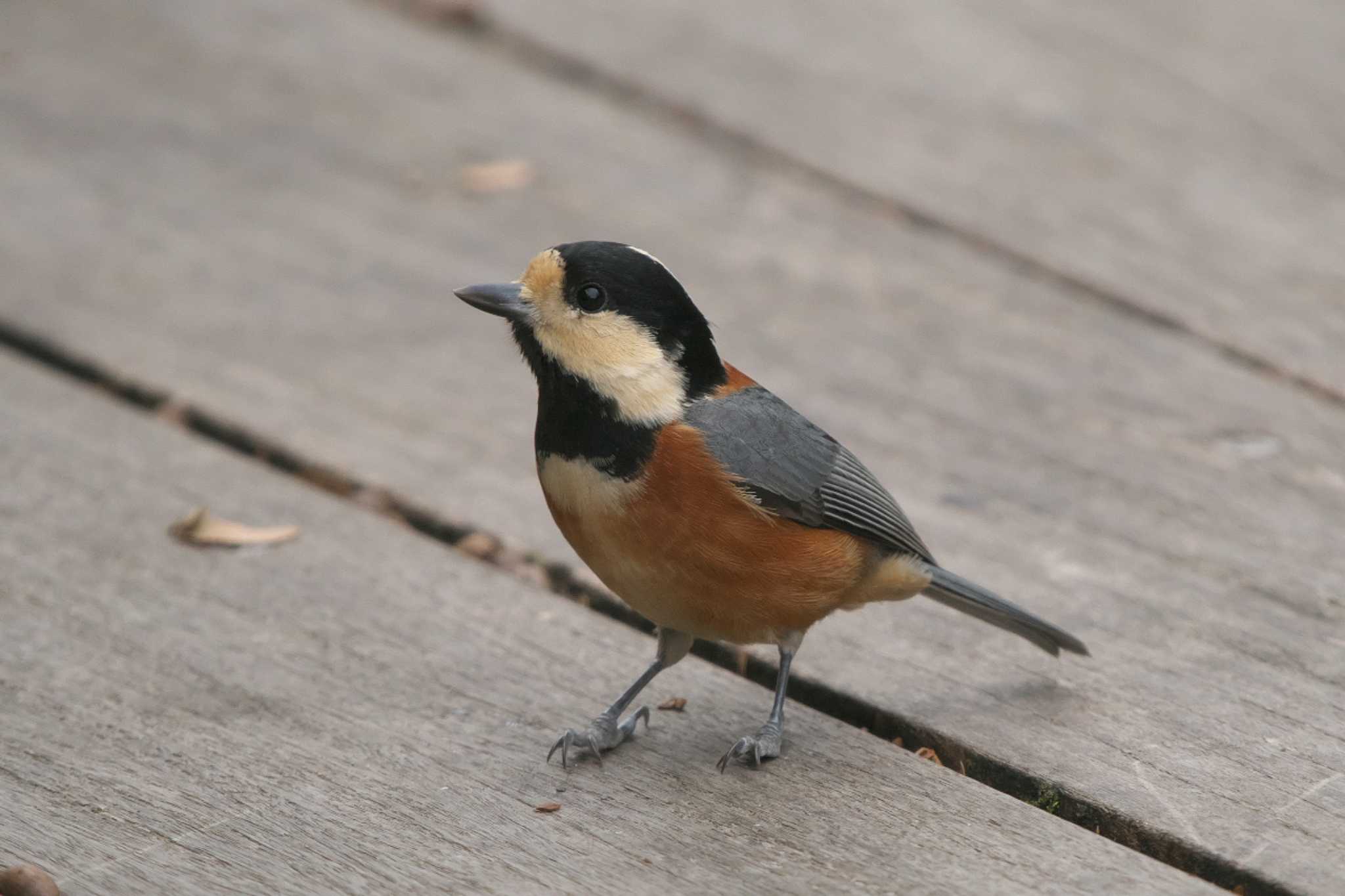 Varied Tit