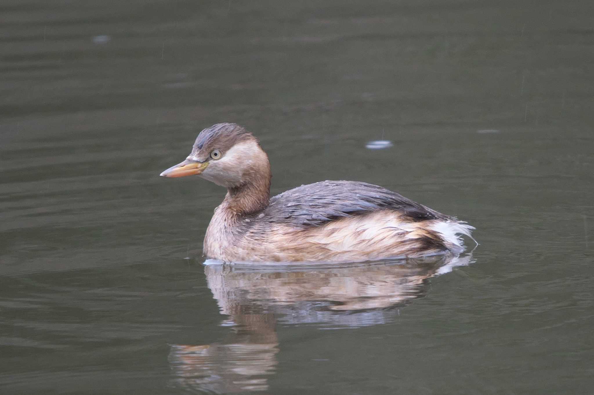 Little Grebe