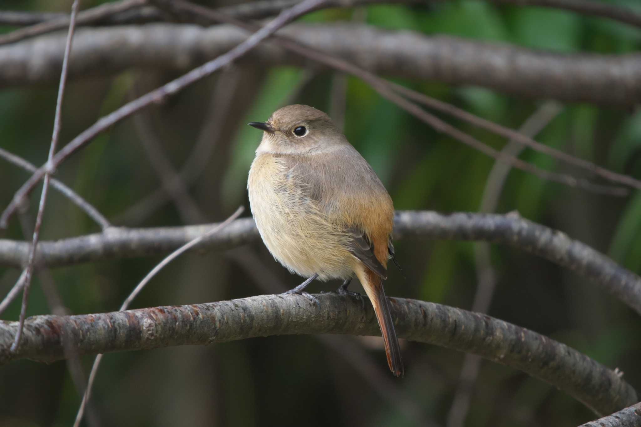 Daurian Redstart