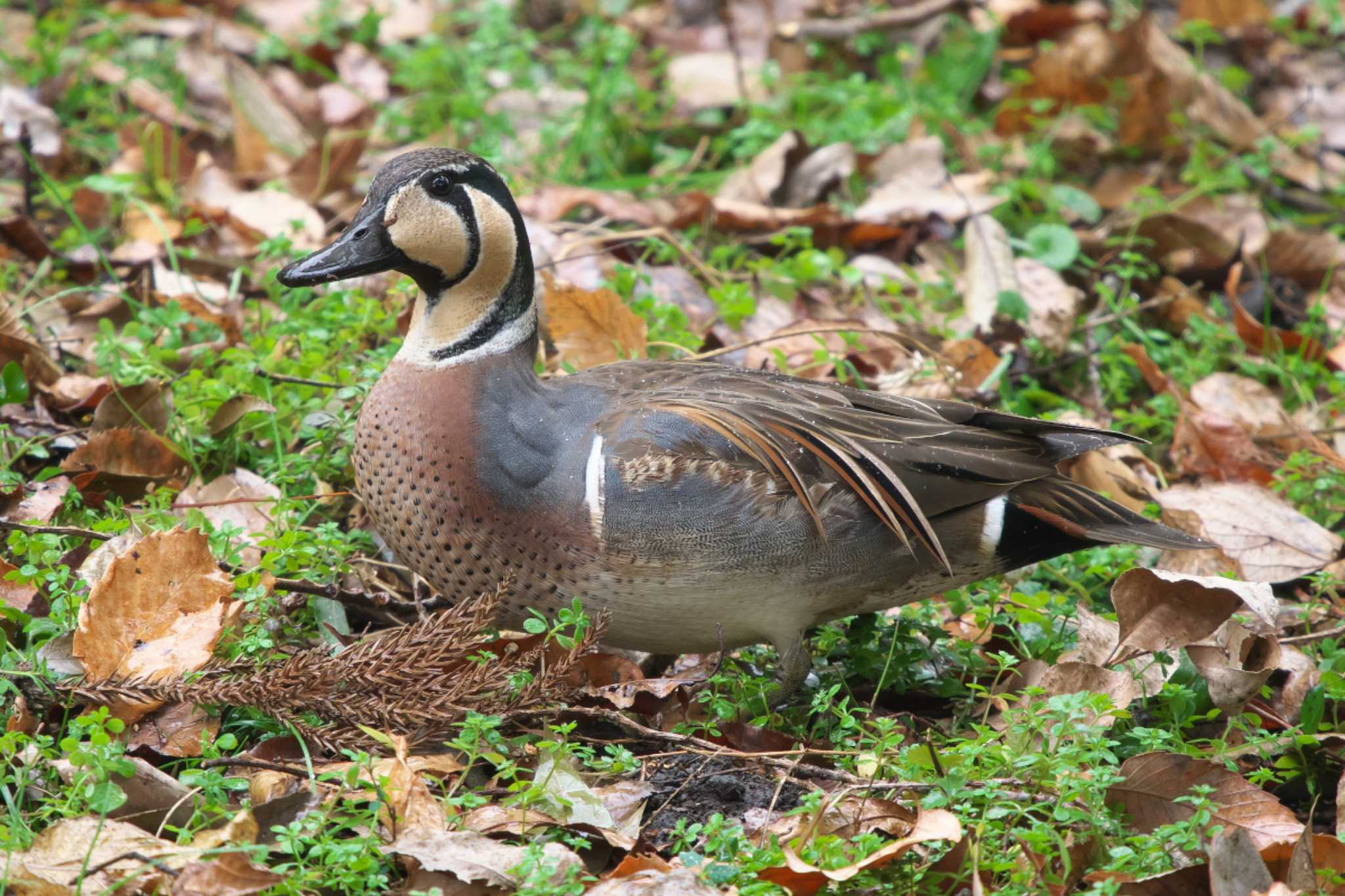 Photo of Baikal Teal at Yatoyama Park by Y. Watanabe