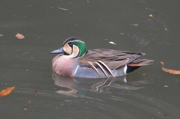 2024年1月2日(火) 座間谷戸山公園の野鳥観察記録