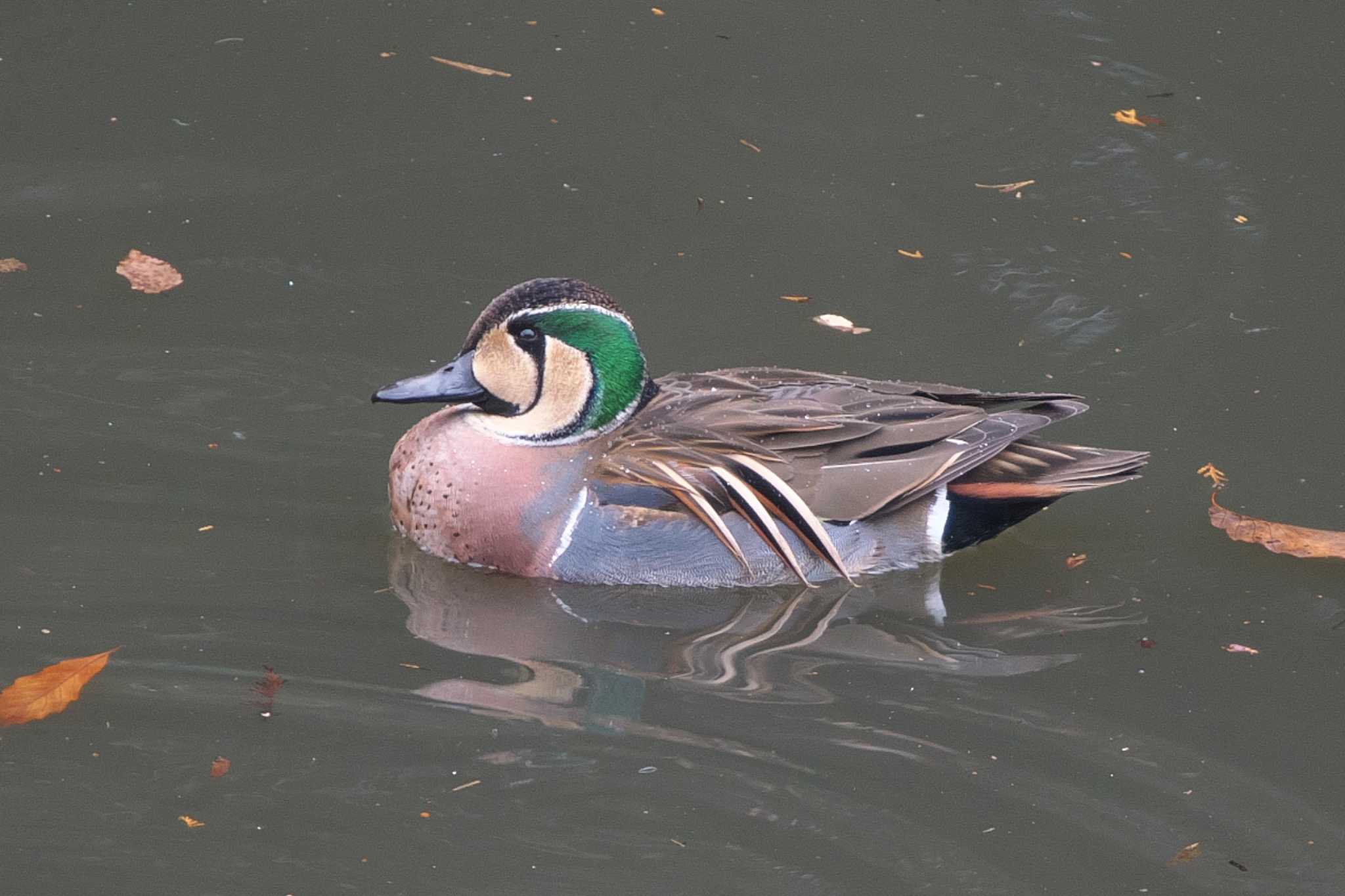 Baikal Teal