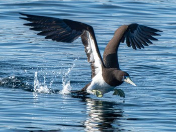 Thu, 12/28/2023 Birding report at 長崎県