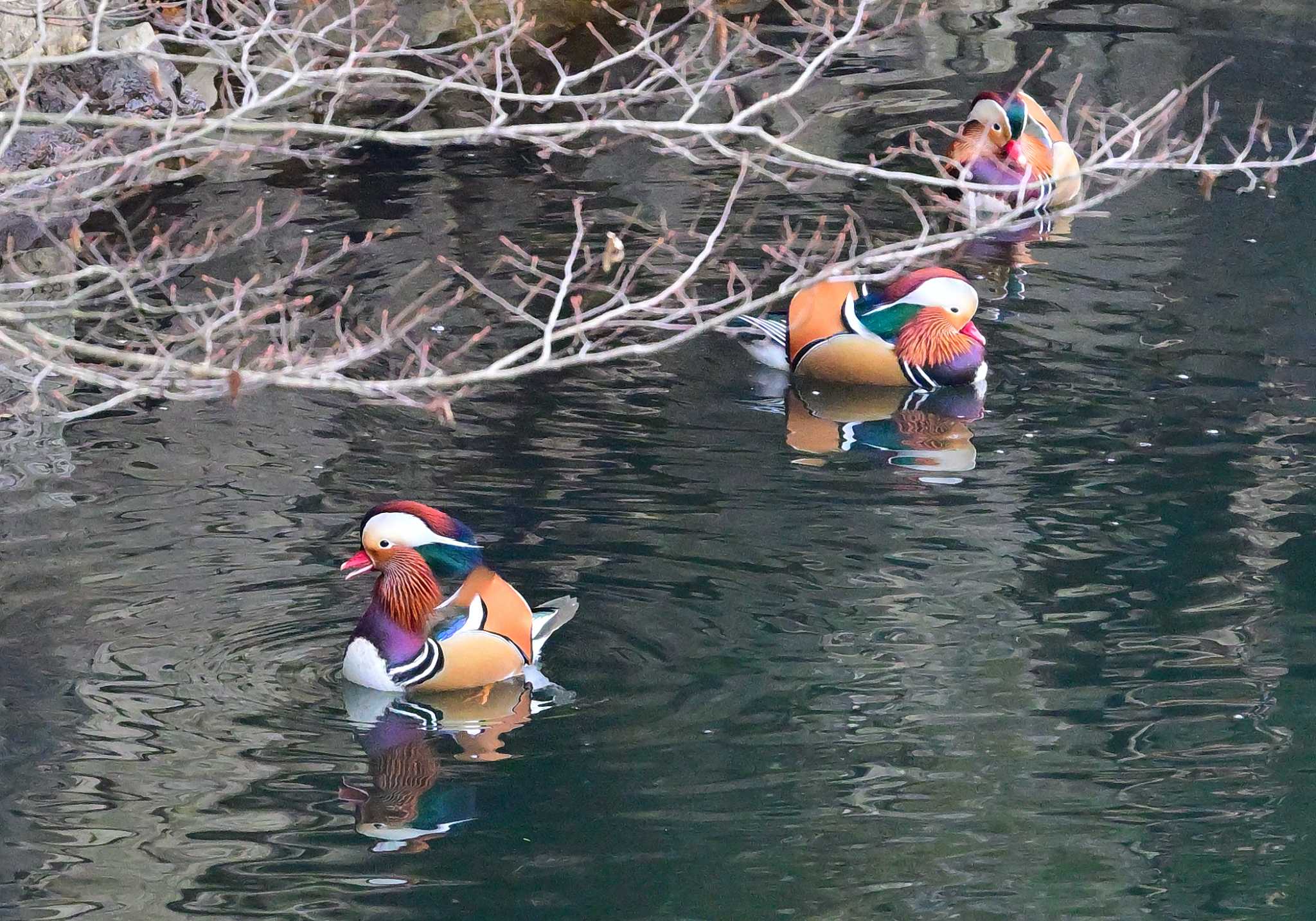 Mandarin Duck